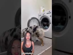 Get you a stay at home dog that cleans! #hack #viral #trending #pets #doglife #daphniquesprings