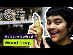 How to survive the cold | A closer look at wood frogs