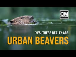 Finding the Beavers of Canterbury