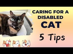 Caring for a disabled cat -5 tips