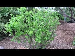 Barbados Cherry mid summer update, after pruning