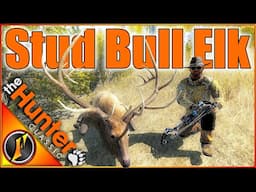 STUD Bull Elk on Our Quest for a Giant Mule Deer! | theHunter Classic