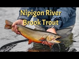 Nipigon River Brook Trout