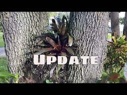 Mounted Bromeliad Orchid and Outdoor Plant Update