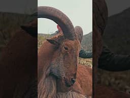 Watch the FULL HUNT tomorrow at 2pm on our YouTube page!  #Hunting #Aoudad #Sheep #Texas