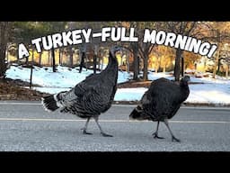 Finding a flock of over 20 wild turkeys!