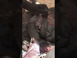 African Refugee Camp Butchery