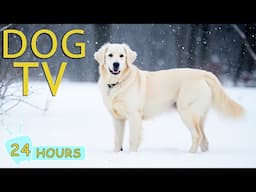 DOG TV: Anti-Anxiety & Boredom Solutions for Dogs When Home Alone - Best Videos Entertain for Dogs