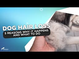 Is Your Dog Losing Hair? Here's 5 Reasons Why It Happens and What To Do!