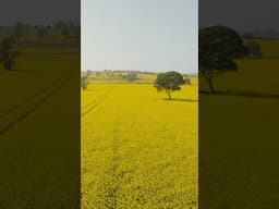 Fields of gold! #bikepacking #bikepackingadventure #cycling