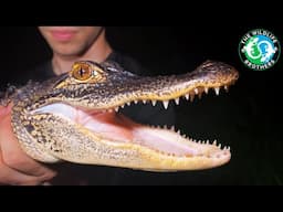 We Caught Alligators BY HAND to Save Lives (ft. @LifesWildAdventures)