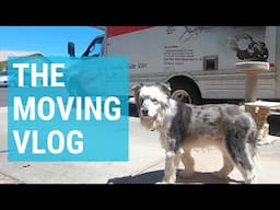 Moving with Multiple Dogs | 3 Lost Dogs Vlogs