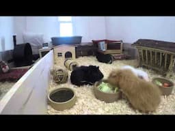 THE GUINEA PIG HERD: Time Lapse