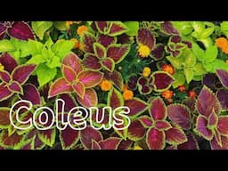 Coleus Care: Keeping Your Colorful Indoor Plants Thriving 🍃🌿 Growing Coleus Indoors