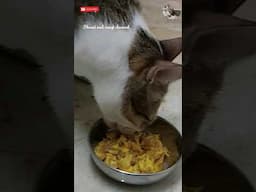 Homemade food is always healthy for cats and kittens shami and sangi channel #cats #trending #shorts