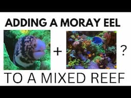 ADDING A SNOWFLAKE MORAY EEL TO AN ESTABLISHED MIXED REEF AQUARIUM (HOW TO ADD A SNOWFLAKE EEL)