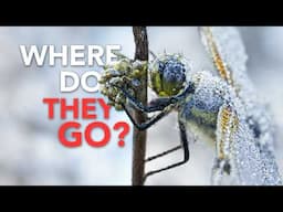 Where do Bugs Go In the Winter?