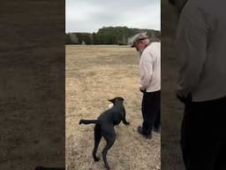 Back to the Pile #dogtraining #huntingdog #pitbosswaterfowl