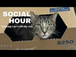 Socializing Feral & Shy Cats