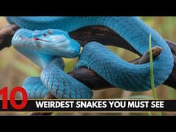 Top 10 Weirdest Snakes You Must See