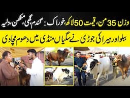 Bablu And Heera Become Most Expensive Item In Eid Mandi | 50 Lakh Cost | Daily Dharti