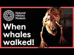 When whales walked on four legs | Surprising Science