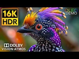 Best Vibrant Dolby Vision 16K HDR 120fps #BGM