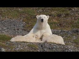 Polar Bear Cubs Playtime