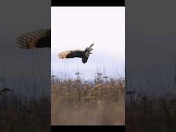 Silent Hunter: Short Eared Owl diving for food in the marshlands 🦉 #wildlifephotography