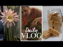 Flor do Cactus Mandacaru Abriu | Mudas de Renda Portuguesa | Receita de Doce de Leite de Corte