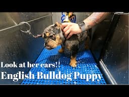 English Bulldog Puppy | Good Breed For Everyone??