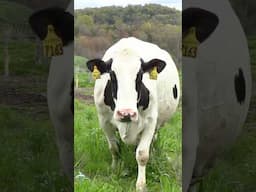 Cows are man’s best friend right? #cowvideos #dairyfarming