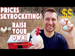 Egg Prices Skyrocketing! HOW TO Start Raising Chickens NOW!