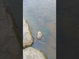 Eels in NZ river just 2 minutes from my home. Just something different.