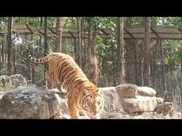 Man Eater Tigers Of Jim Corbett Sundar Khal and Mohan Spotted at Malsi Deer park Dehradun