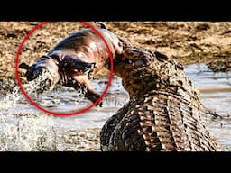 11 Brutal Moments Crocodile Swallows Their Prey With EASE