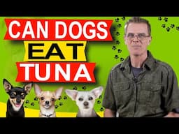 Can Dogs Eat Tuna (How Much?)