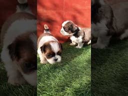 Cute shih tzu puppies playing #puppy