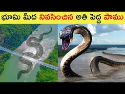 😱 టైటానోబోవా  పాము ఇంకా బ్రతికే ఉందా | About Titanoboa Snake in Telugu | TITANOBOA Caught on Camera