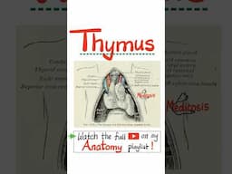 Anatomy of Thymus Gland (Anatomy of Thorax)- #anatomy #physiology #biology #nurse #doctor #mbbs