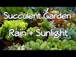 Succulents that love RAIN and Sunlight. My potted succulent garden.