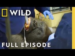 Gorilla Dentist (Full Episode) | Secrets of the Zoo: North Carolina | Nat Geo Animals