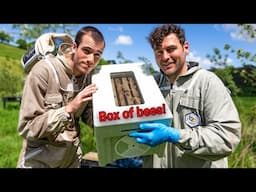 Collecting a NEW colony of honeybees