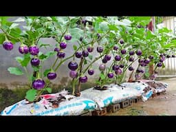 Growing eggplant has never been easier. How to produce fruit all year round