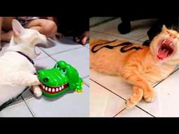 New Funny Animal Videos 2024 😂 Funniest Cats and Dogs 🐶 Part 14 😻 Pets Awesome