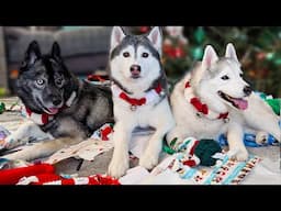 What Did Santa Paws Bring My Husky? 🎄 Dogs Opening Christmas Presents