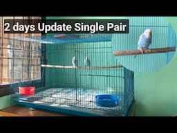 How to Care Budgies Parrot 🦜 My Room New setup Budgies parakeet