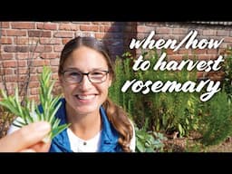 How to Harvest Rosemary (Without Killing the Plant) – 7 Tips!