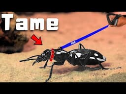 I Got a Pet Carnivorous Beetle And Tamed It