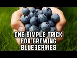 Grow Blueberries In Containers the EASY Way!